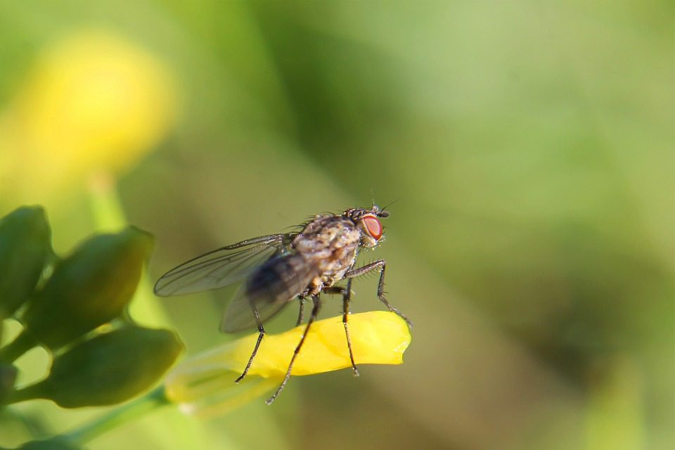 What Do Flies Mean Spiritually